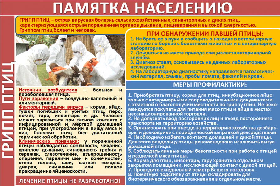 ВНИМАНИЕ! ГРИПП ПТИЦ